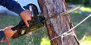 Best Tree Health Inspection  in San Carlos, TX