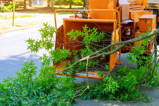 Best Tree and Shrub Care  in San Carlos, TX