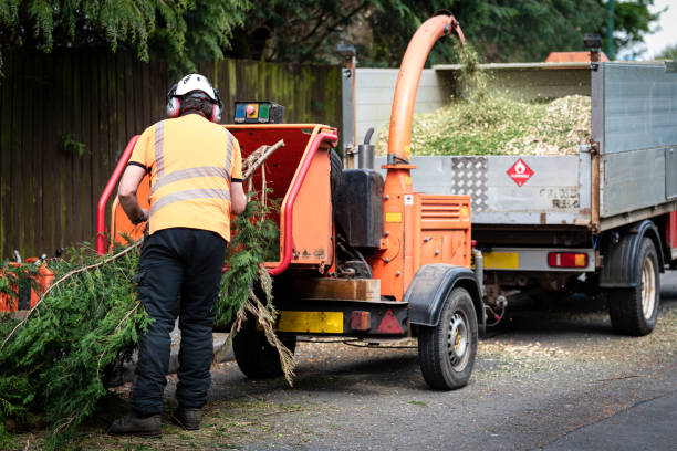 Best Hazardous Tree Removal  in San Carlos, TX