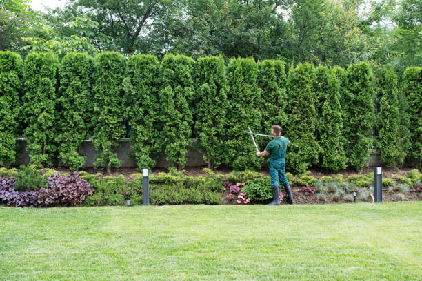 Best Arborist Consultation Services  in San Carlos, TX