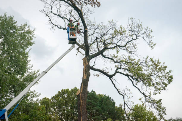 Best Tree Disease Treatment  in San Carlos, TX