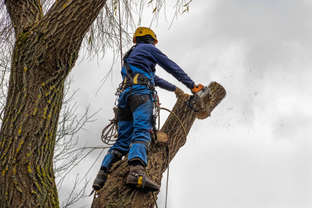 How Our Tree Care Process Works  in  San Carlos, TX