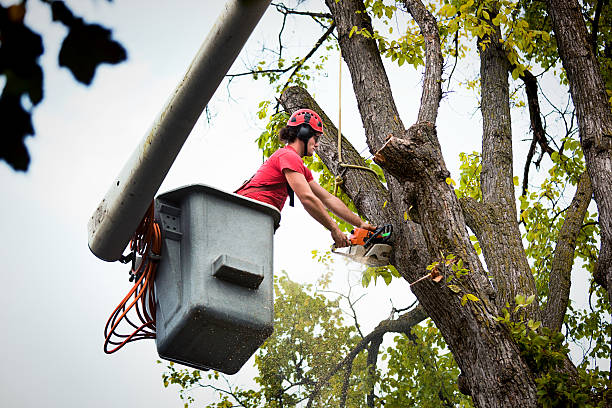 Best Storm Damage Tree Cleanup  in San Carlos, TX