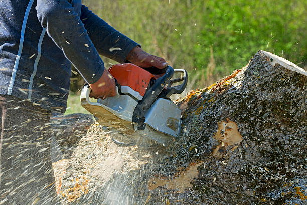 Best Lawn Disease Treatment  in San Carlos, TX