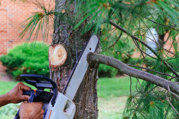 How Our Tree Care Process Works  in  San Carlos, TX