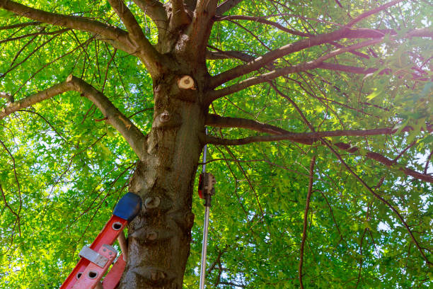 San Carlos, TX Tree Services Company